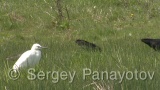 Video of Glossy Ibis - Glossy Ibis is hunting in the lake in the summer